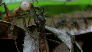 Army Ant - 神奇的动物｜国家地理儿童版