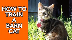 Step-by-Step Guide: Training a Barn Cat