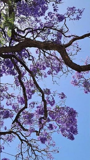 Jacaranda Tree ( mimosifolia) 💜