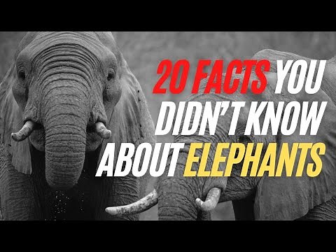 20 Fun Facts You Didn’t Know About Elephants - Amazing Things Elephants Could Do