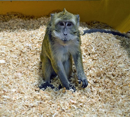 Gov. Tina Kotek presses OHSU to shutter primate research center