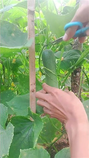 Cucumber harvest update 🥒
