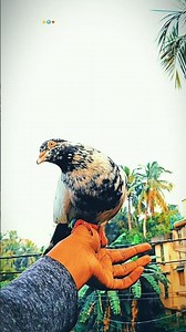 I Tamed a Wild Pigeon (and It Loved Me) #pigeon #kabutar #kabootar #viralvideo #viral