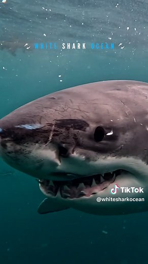 Great White Shark Sightings in Clear Waters