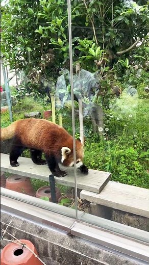 【OSAKA】Must-See Cute Red Panda - Tennoji Zoo