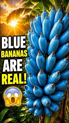Blue Bananas Are Real! 😱 The Amazing Blue Java Banana Explained #shorts