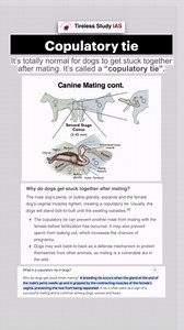 UPSC CSE🎓 on Instagram: "Why do dogs get stuck when mating? A breeding tie occurs when the gland at the end of the male’s penis swells up and is gripped by the contracting muscles of the female’s vagina, preventing the two from being separated. A tie is often seen as a sign of a successful mating and is common among dogs, wolves and foxes. #upsc #ias"