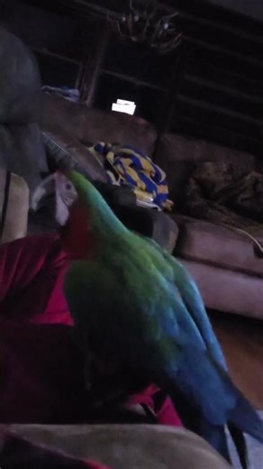 The Happy Bird Dance (At Night).