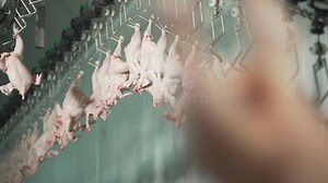 Chicks Moving on Poultry Conveyor. Sorting Chicks in Factory. Stock Video - Video of chicks, food: 180726857