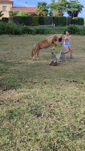 Poney à vendre - Poney Shetland PP - equirodi.com