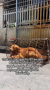 1.3M views · 18K reactions | Chút hy vọng cuối cùng. Xin mọi người giúp bé một con đường sống! #Xuhuong #yeudongvat #chomeo #thucung #yeuthucung #dongvat #yeuchomeo #gaugau #cuuhochomeo | Đội Cứu Hộ Chó Mèo Hà Nội - ANAN | Facebook