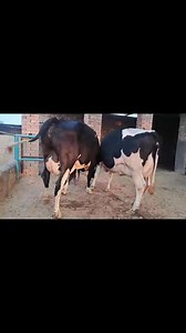 #hfcow #cowforsale #cows #jerseycow #BiggestCow #animals #dairyfarm #farming #cowfarm#shorts#shortsvideo#dairycowtv#viralshorts | cow tv