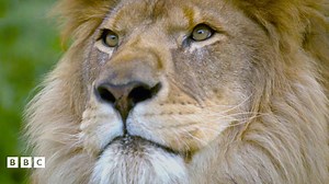 Introduce your little one to Big Cats