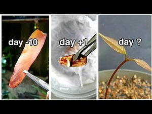 HOW TO GROW MAHOGANY FROM SEED "SWIETENIA"