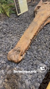 425K views · 1.4K reactions | Jaws for days! (The jaw muscle holes...