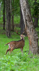 In the heart of the wild, a majestic spotted deer rubs his antlers against the trees — a powerful ritual of the rut season. Marking territory. Asserting dominance. Showing raw strength in nature’s untamed arena. 🐾🌿 #FaisalMagnet #nikonindiaofficial | Faisal Magnet