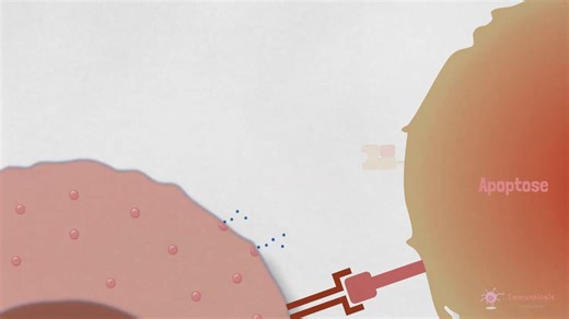 activation des cellules NK | Biologies médicales