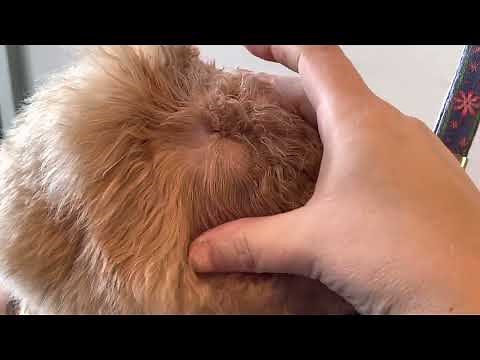 Ear plucking - what you need to know