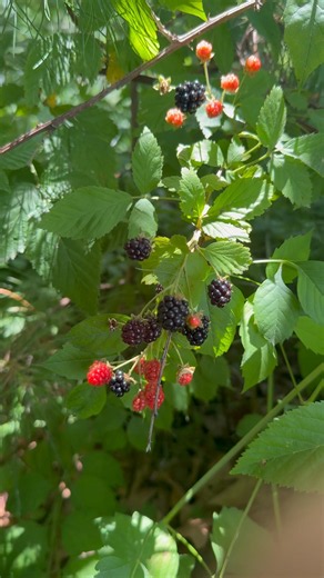 Blackberries and Mulberries! #nature #blackberry #mulberry #food #didyouknow #funfacts