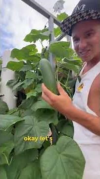 Maximizing cucumber production on aeroponic towers requires a proper planting strategy #cucumber