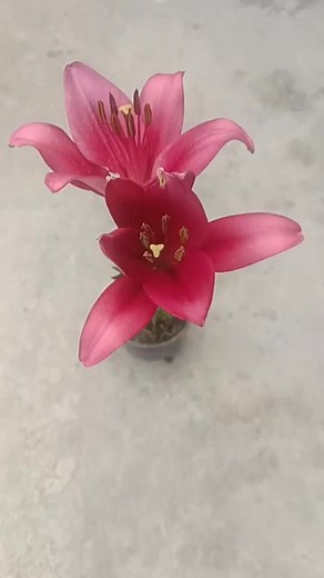 2.8K views · 43 reactions | RK Gardening Point on Reels | Facebook