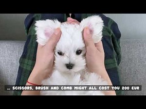 How much did it cost us to own a Maltese dog?