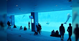 【一日座って潰せる水槽】スシは名古屋のバカデカい水族館に来たようです【名古屋港水族館】