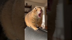 Poppy Shows Off Her Adorable Little Butt Cheeks