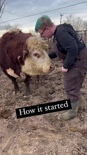 1K views · 64 reactions | Springtime means mud. We love our volunteers, and you do get a lot of time to hang out with cows, but some days you fall in the cow poop and everyone laughs. At least you do if you’re Sarah. Volunteer with Farmhouse Garden Animal Home! We promise fun and cow poop, especially in spring!#howitstartedvshowitsgoing #expectationvsreality | Farmhouse Garden Animal Home | Facebook