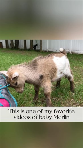 Seven years ago we rescued Merlin and Kurloz as dairy culls, male goats born on dairy farms who are sent to slaughter because they don’t produce milk. They were family pets, back before Sowa was even an idea. I believe they came into our lives to guide us onto our soul path. It’s been a winding road with lots of bumps and detours but when I look out over the sanctuary today, seeing all the incredible residents who would otherwise be dead or in dire straights, I am overwhelmed with gratitude for 