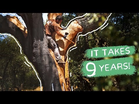 #53 How cork insulation is made in portugal (From harvest to factory)