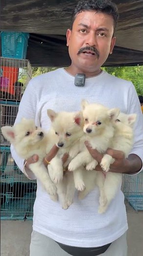 Indian Spitz Puppies Sell Low Price.