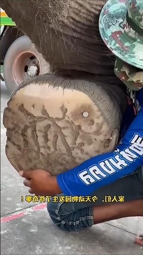 I Found a Giant Elephant in Nail Rescue 😱🐘🔩| Survival House Step by Step”106 #shorts