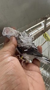 Black wings Hagoromo baby after long time , A opline greay Baby hen . | Birds and Hobbies KSB1