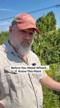 This Plant Can Burn You Without Fire