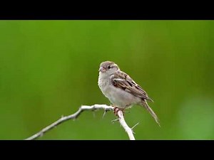 Bird Whistle: SOUND EFFECT