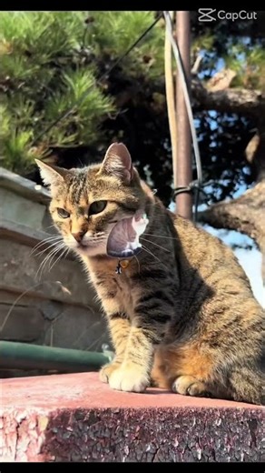 Can you design a video like mine?🫰🏾👑✨