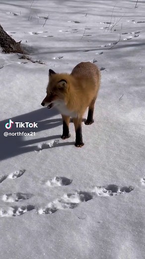 Crazy About Foxes: Discover the Beauty of Red Foxes