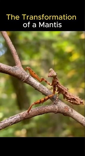 Watch How a Mantis Changes in Seconds! #animals #insect #transformation #nature