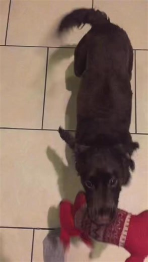 The faster you squeak, the happier you are 😂 | Roz-Ventures