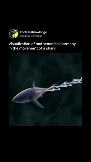 31K views · 10K reactions | Video by: Beau Janzen - reason4math (YouTube) The movement of a shark in water follows a smooth and efficient path, which can be mathematically described as a harmonic curve. This harmony reflects the perfect balance between force and resistance, allowing the shark to glide with little effort. Follow @endless_knowledge for more amazing videos on your feed  | Endless Knowledge | Facebook