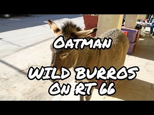 OATMAN ARIZONA'S Best Kept Secret: Wild Burros and Gold Mines