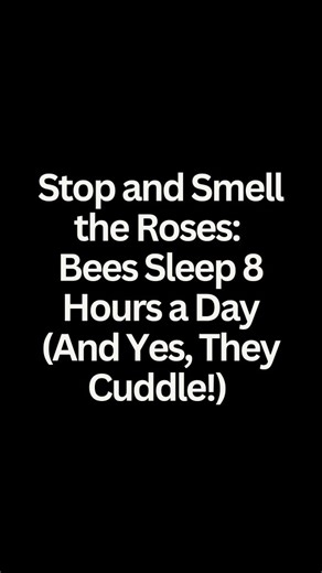 14K views · 16 reactions | Stop and Smell the Roses: Bees Sleep 8...