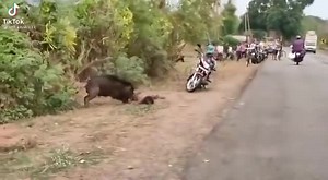 Man Dead Attacked By Wild Pig