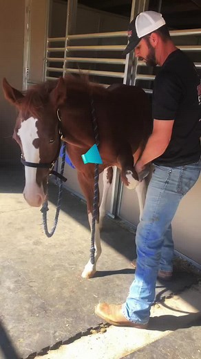 Sport Horse Chiropractic on TikTok