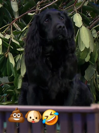 Sherlock's Funny Training Moment at Crufts