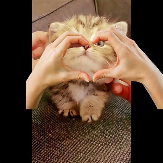 cat lover #foryou #funny #choky #funnyanimal #shortvideo