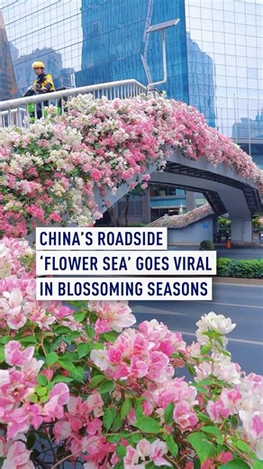 China’s roadside ‘flower sea’ go viral in blossoming seasons