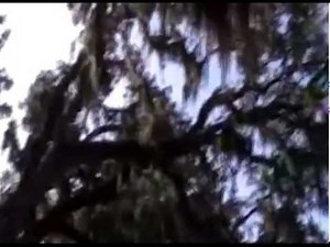 Shellmans Bluff, Georgia