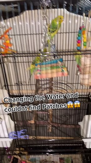 He wouldn’t get out from behind the toilet so made a video out of him 🤪 #fyp#foryou#foryoup#foryoupage#parakeets#love#animalsoftiktok#tiltok#parakeet